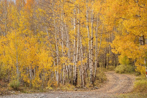 Jaynes Gallery 아티스트의 USA-Colorado-Uncompahgre National Forest Road through aspen forest in autumn작품입니다.